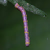 Stout Spanworm Moth