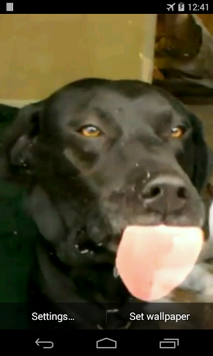 Dog licks glass Live Wallpaper