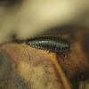 American carrion beetle (larva)