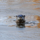 River Otter