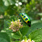 Jewel bug