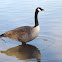 Canada Goose