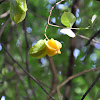 Starfruit Tree