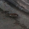 House Sparrow