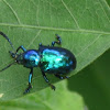 iridescent beetle