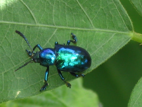 iridescent beetle | Project Noah