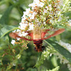 Hummingbird clearwing Moth
