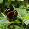 Red Admiral Butterfly