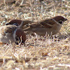 Eurasian Tree Sparrow