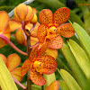 Aranda Orchid