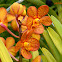 Aranda Orchid