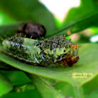 Lime Butterfly Caterpillar (4th instar)