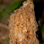 Morel Mushrooms