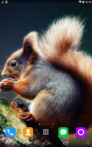 免費下載個人化APP|Squirrels Live Wallpaper app開箱文|APP開箱王