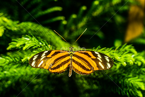 Butterfly by John Forrant - Animals Insects & Spiders