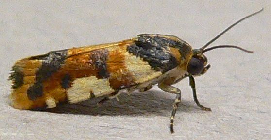 Southern Spragueia Moth