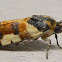 Southern Spragueia Moth