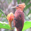 Chestnut-coloured woodpecker