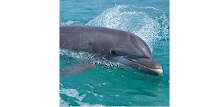 Dolphin Matching APK