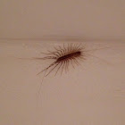 House centipede