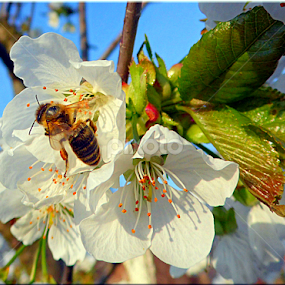 by Árpád Kovacsevics - Flowers Tree Blossoms