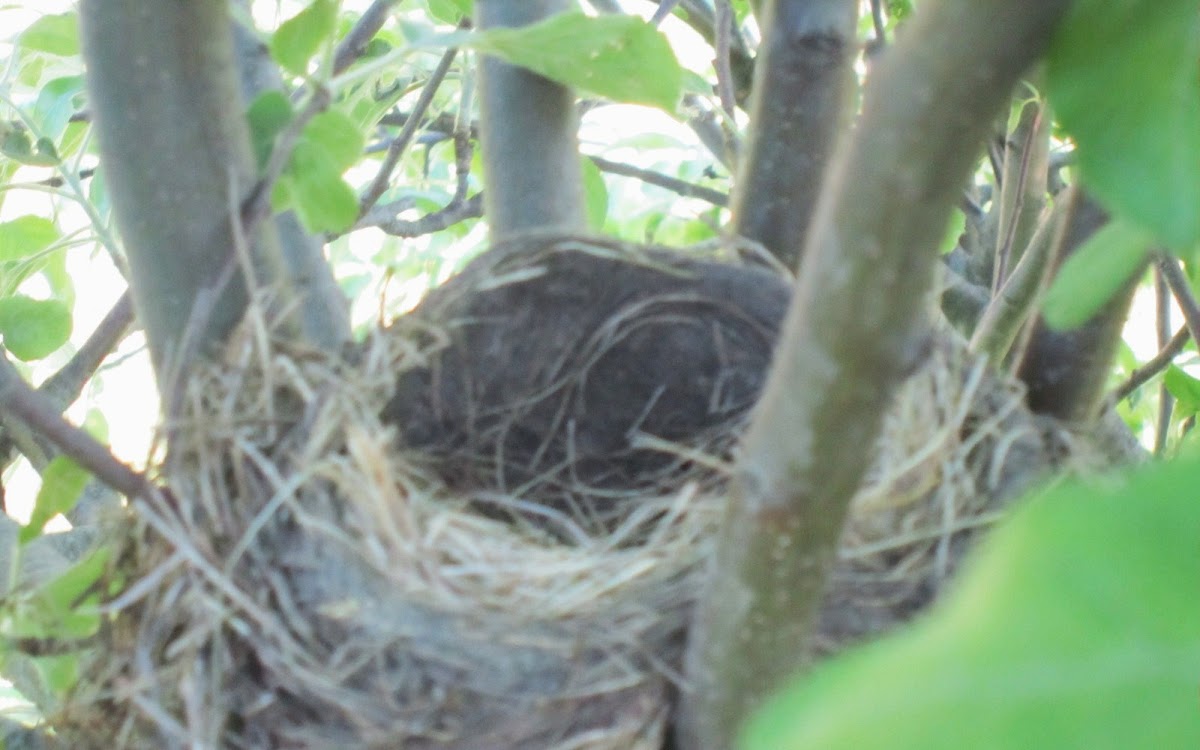 Empty Bird's Nest