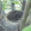 Empty Bird's Nest
