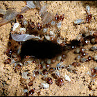 Termites repairing their nest