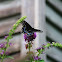 Eastern Black Swallowtail (Female)
