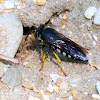 Sand Wasp