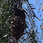 Anna's hummingbird nest active