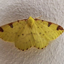 Brimstone Moth
