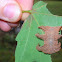 Hag Moth Caterpillar