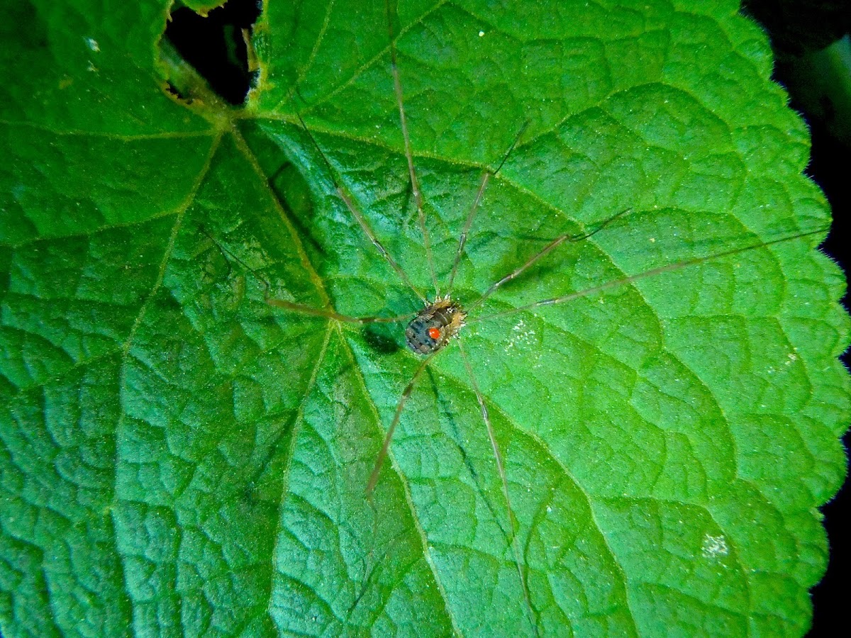 Harvestman Spider with a Mite feeding on it.