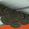 Owl Moth