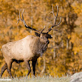 BioBlitz: Rocky Mountain National Park