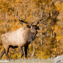 Elk (Wapiti)