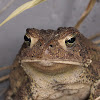 Folwers Toad