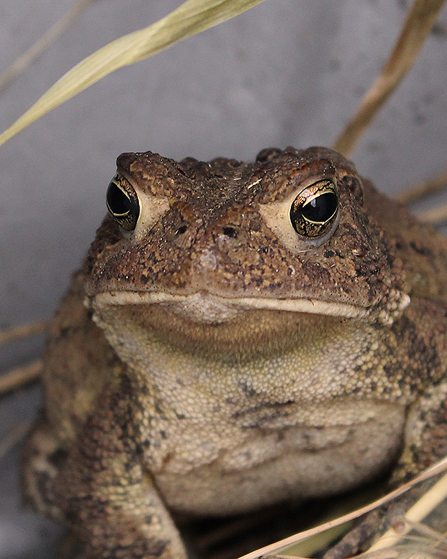 Folwers Toad