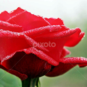 by Shakil Ahmed - Flowers Single Flower