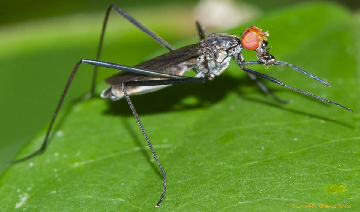 Long-legged Fly with prey