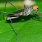 Long-legged Fly with prey