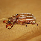 Lined June Beetle