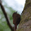 Wedge-billed Woodcreeper