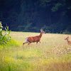 White-Tailed Deer (Doe & Fawn)