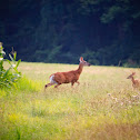 White-Tailed Deer (Doe & Fawn)