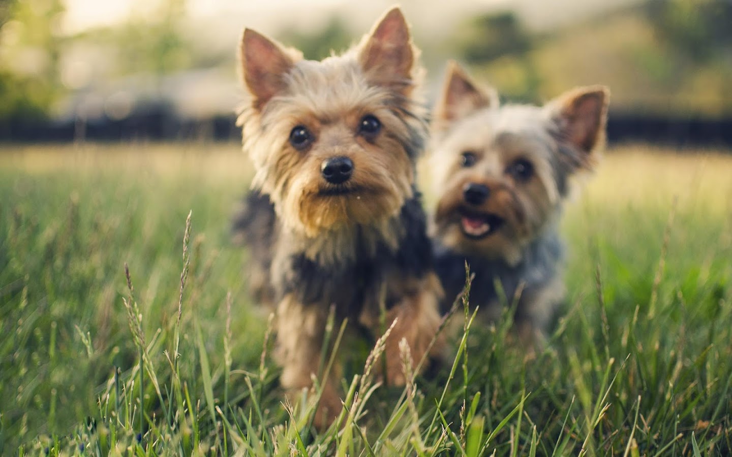 Lovely Dog Wallpaper HD Apl Android Di Google Play