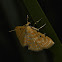 Grass moth