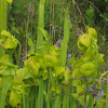 Yellow Pitcher Plant