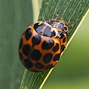 Common or Large Spotted Ladybird